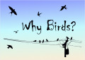   Why Birds?   
