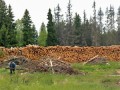 В 2015 году в Зеленограде спилят 4,5 тысячи сухих деревьев