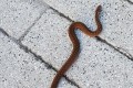 Зеленоградец встретил змею на площади Юности