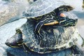 �� ��� ������ ������� �������