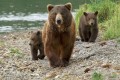 В «Зеленопарке» покажут документальный фильм о медведях Камчатки