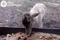 ��� ������� ����