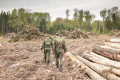 На месте вырубок леса под Зеленоградом собираются высадить 350 тысяч саженцев