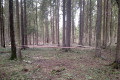 Двое грибников из Зеленограда подорвались в лесу