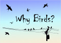 �������� ����������� �������� �Why Birds?� ��������� � �����������
