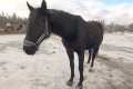 С конюшни в Андреевке украли пять лошадей