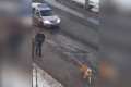 Полицейские час сопровождали по Зеленограду растерзавшего другую собаку алабая