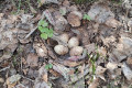 Волонтеры нашли в лесу гнездо с яйцами краснокнижного вальдшнепа