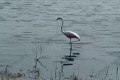 На пруду близ Ленинградки поселился дикий розовый фламинго