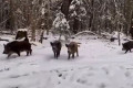 ��������� ������� � ����. �����