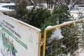 В Зеленограде будут работать 22 пункта приема новогодних елок