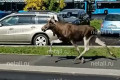 В Северной промзоне сняли на видео бегущего по дороге лося