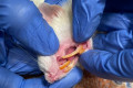 Зеленоградские ветеринары спасли крысу со слишком длинным зубом