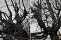 «Жилищник» подал заявление в полицию из-за несанкционированной обрезки деревьев
