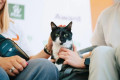 Фонд «Ника» собирает 3 млн рублей на строительство стационара для кошек