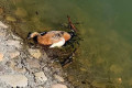 На Школьном озере гибнут дикие утки