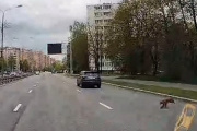 Собака бросилась под колеса. Видео