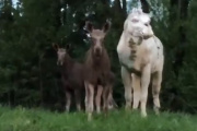 Лоси у скульптуры лося. Видео