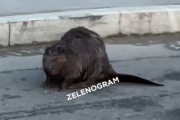 Бобр в городе. Видео из 14-го микрорайона