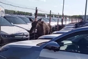Лось на парковке. Видео из Дурыкино