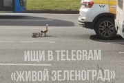 Утка с утятами переходят Панфиловский проспект. Видео