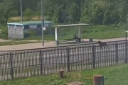 Упавший лось. Видео из технополиса в Алабушево