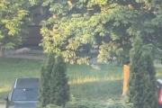 Заяц в МЖК. Видео
