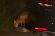 Зверское убийство в 23-м микрорайоне. Видео расправы