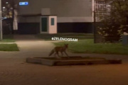 Лисы в городе. Новые видео