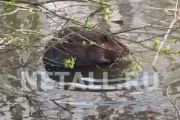 �� ��� ��� ������! ����� �� ��������