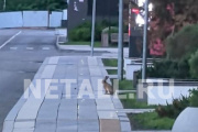 ���� � �����������. ����� �� ���������