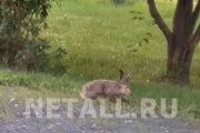 ���� � 20-� �����������. �����