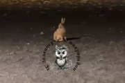 ������-�����������. ����� �� 20-�� �����������