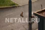 ���� � ���������. ����� �� 20-�� �����������