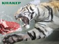 � ������ ������� �������� ����������� ���������