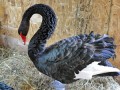 ������� ����� ��������� ��������� ������ �� ������
