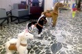 ������ ���������� ��������� � �� �����������