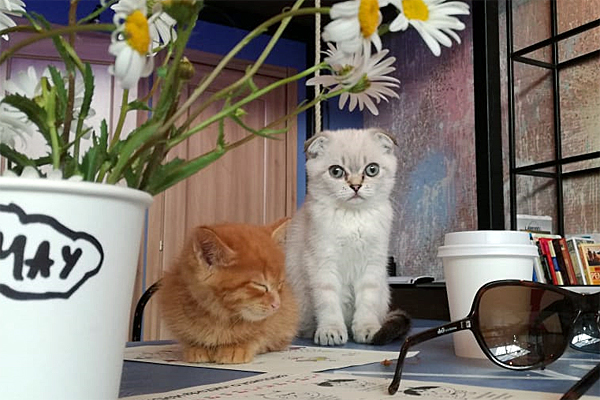 � ������������ ��������� ��������