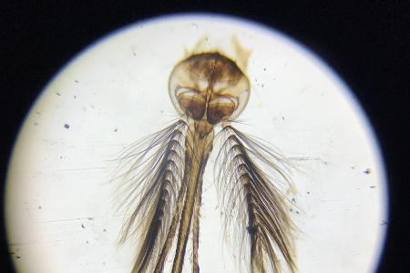 ����������� ��� �����������