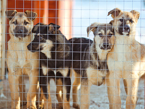 ��������� ��������� �������� �������� ������ � �������