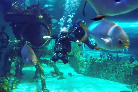 ������������ ��� ��� � ��� �������� ���������� � ����������