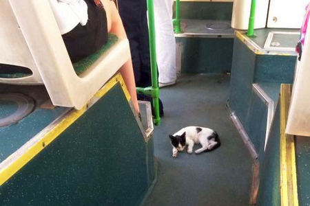 ��� ���������� �������� �������� � �������������� � ��������� ���������