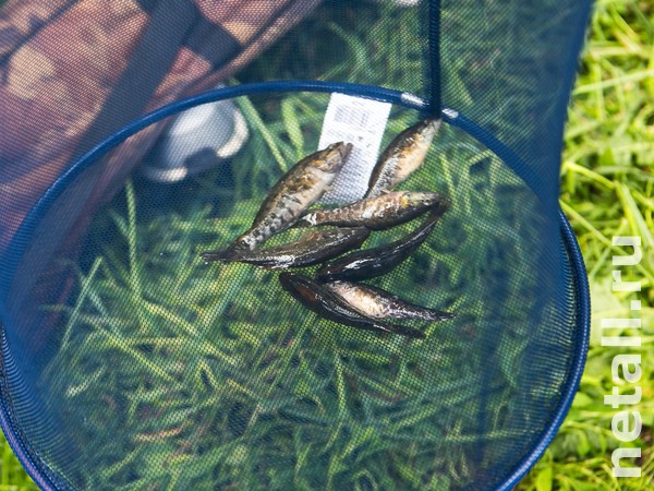 ������� ��� ����